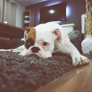 flooring for pet owners