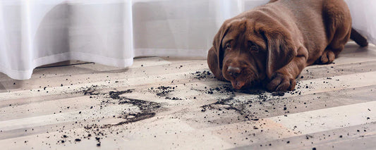How to Clean Wood Floors