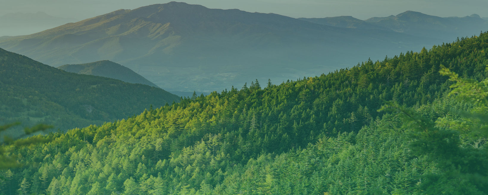 Green forest with mountains in the background