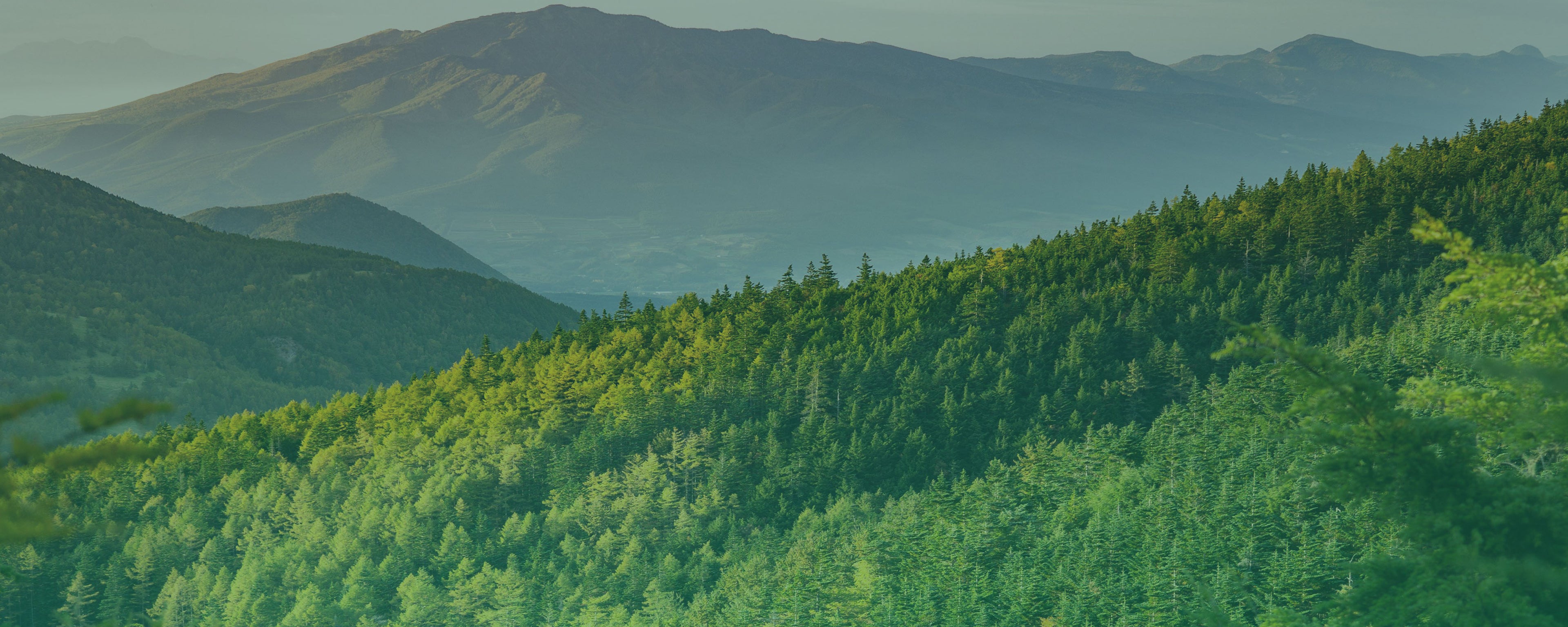 Green forest with mountains in the background